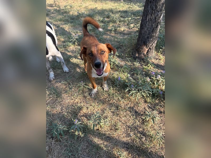 Traumhund Andom- ein Junghund zum Verlieben