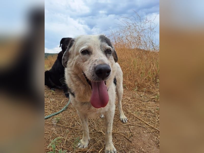 Katia- Senior-Hund sucht endlich Sicherheit & Liebe