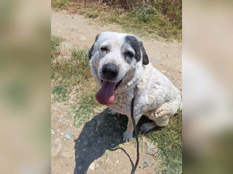 Katia- Senior-Hund sucht endlich Sicherheit & Liebe