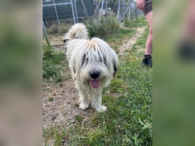 Bella - tolle Hündin wartet auf ihre Chance
