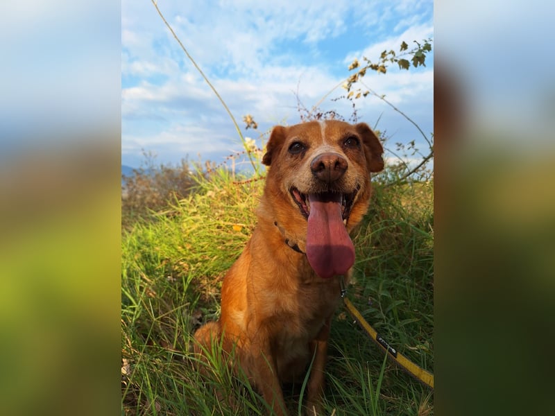 Charmante Hundeseniorin Ginger
