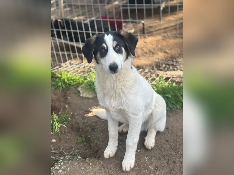 Woo - Wundervoller Junghund sucht Geborgenheit