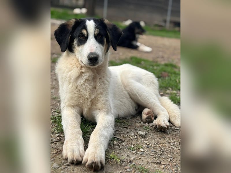 Woo - Wundervoller Junghund sucht Geborgenheit