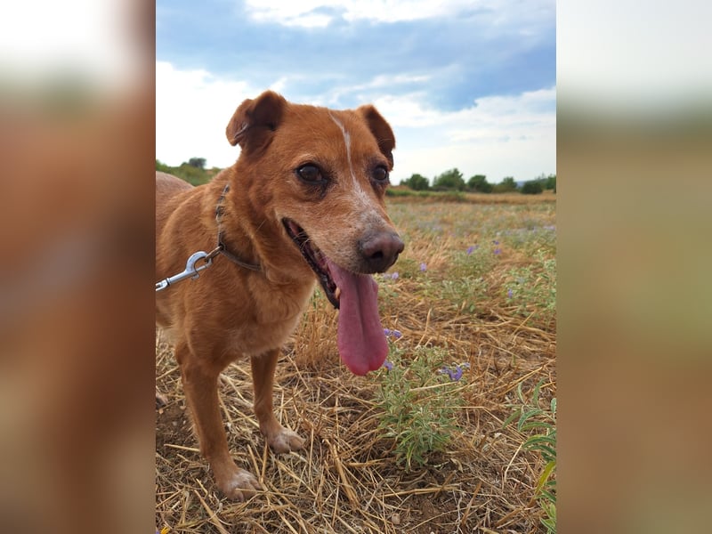 Charmante Hundeseniorin Ginger