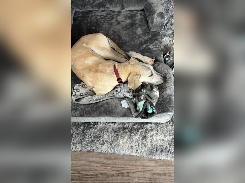 Junghund Lucy: liebevolle Seele braucht einfach eine Chance