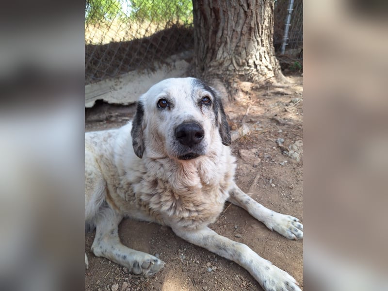 Katia- Senior-Hund sucht endlich Sicherheit & Liebe