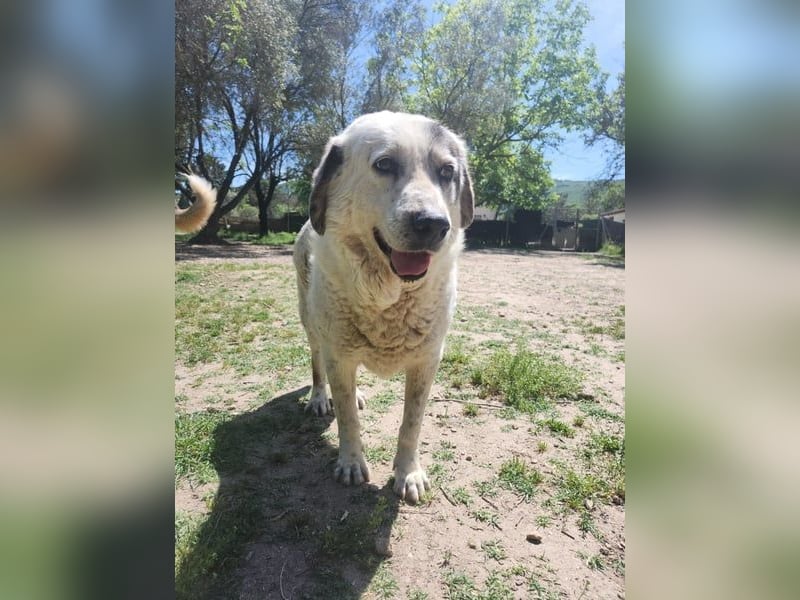 Katia- Senior-Hund sucht endlich Sicherheit & Liebe
