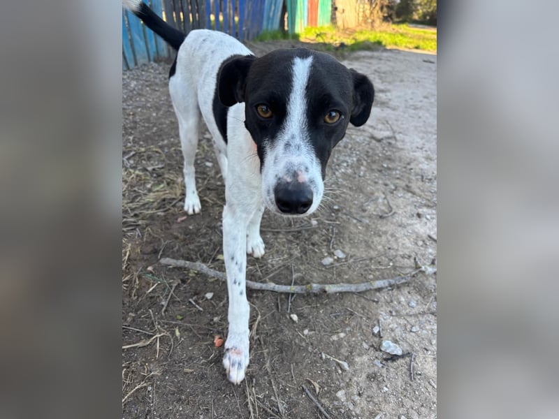 Aufgeweckter Junghund Ozzy