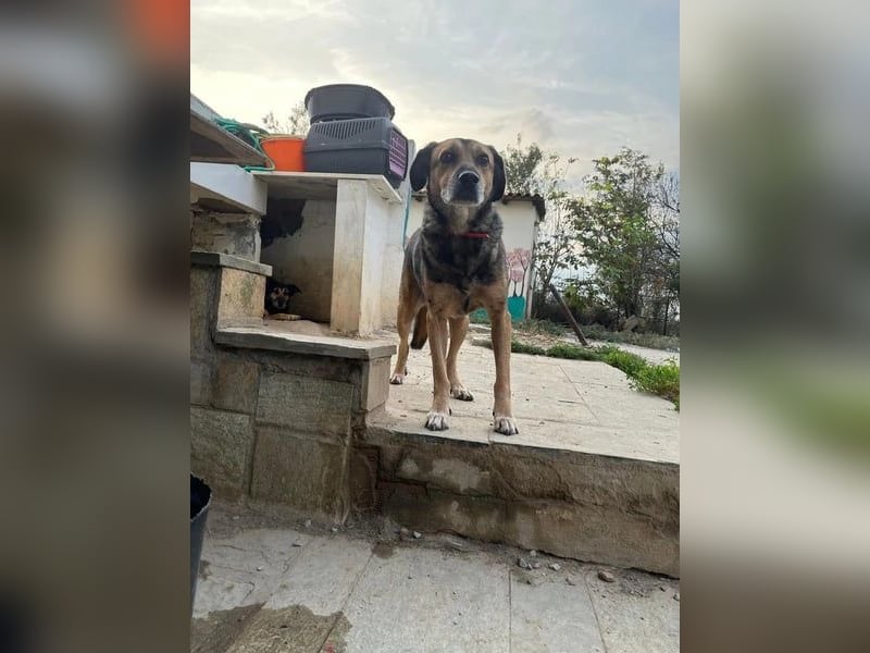 Summer - ein sanfter Hund auf der Suche nach Menschen mit Herz und Geduld