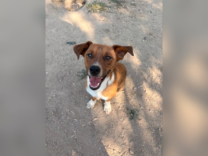 Traumhund Andom- ein Junghund zum Verlieben