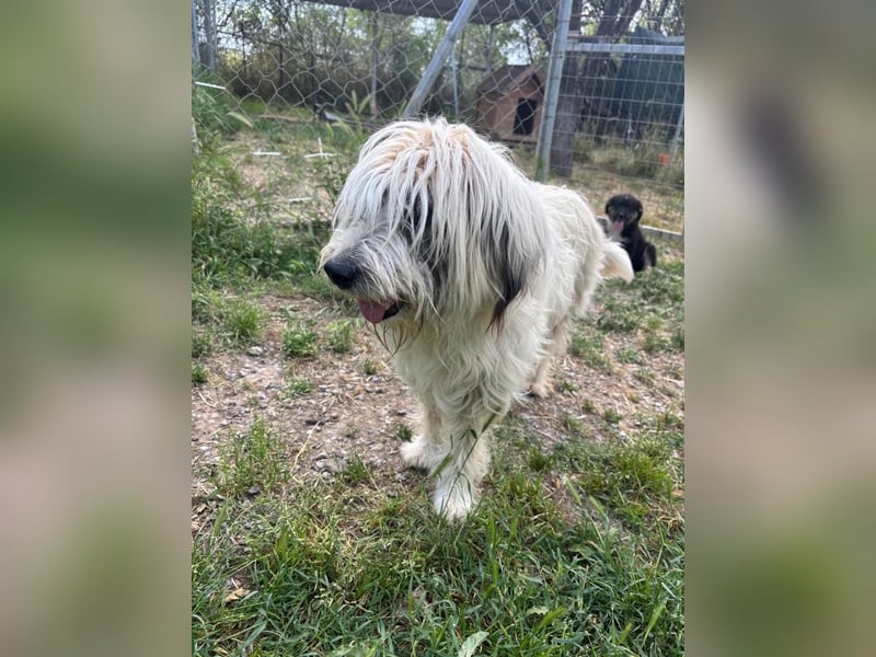 Bella - tolle Hündin wartet auf ihre Chance