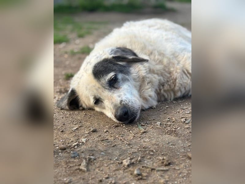 Katia- Senior-Hund sucht endlich Sicherheit & Liebe