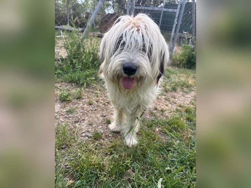 Bella - tolle Hündin wartet auf ihre Chance