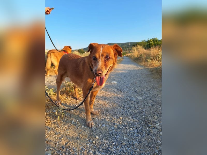 Charmante Hundeomi Ginger sucht liebevolle Menschen