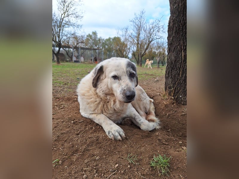 Katia- Senior-Hund sucht endlich Sicherheit & Liebe