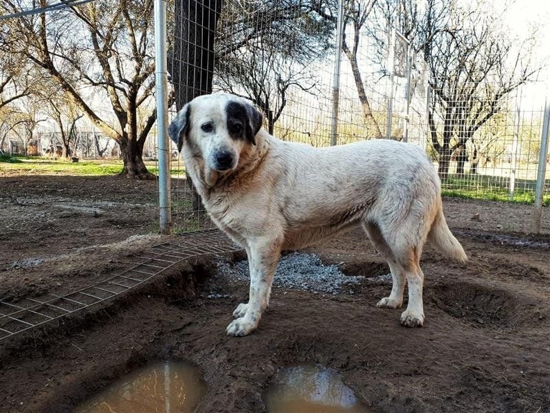 Katia- Senior-Hund sucht endlich Sicherheit & Liebe