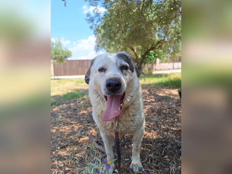 Katia- Senior-Hund sucht endlich Sicherheit & Liebe