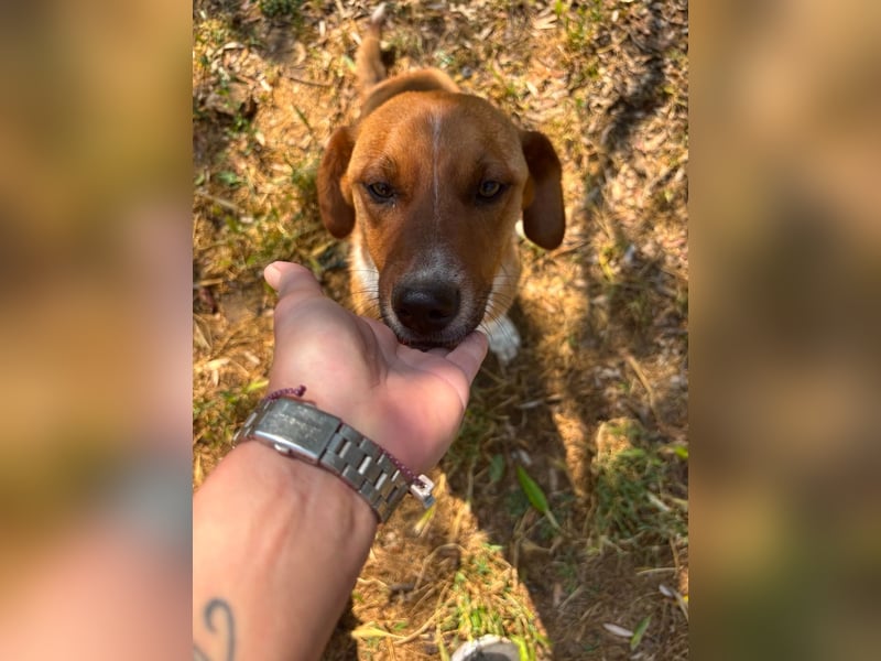 Traumhund Andom- ein Junghund zum Verlieben