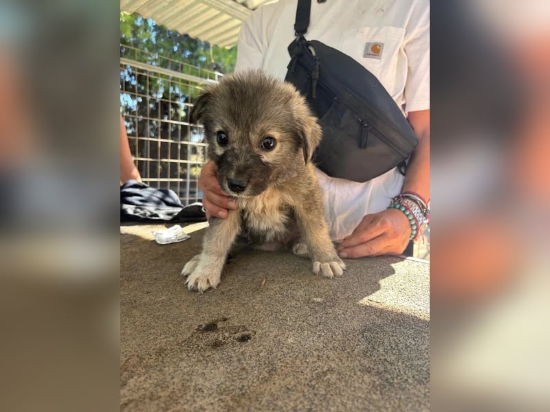 Canna - liebevolle Hundeseele auf der Suche nach Geborgenheit