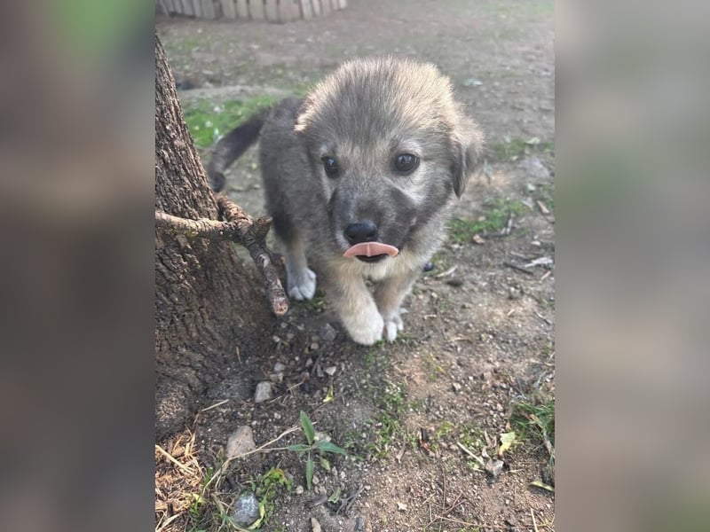 Canna - liebevolle Hundeseele auf der Suche nach Geborgenheit