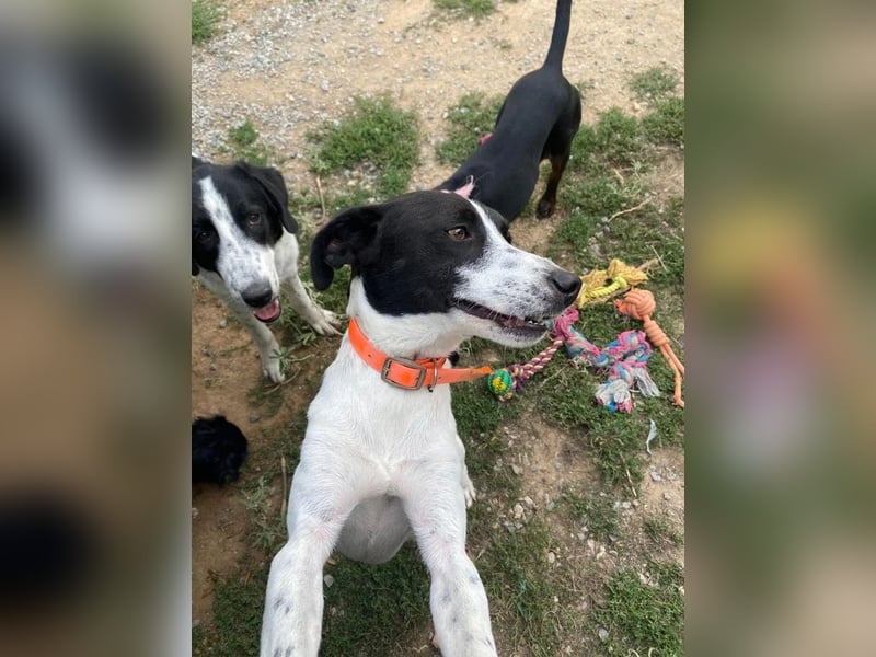 Ozzy - aufgeweckter Junghund sucht seine Menschen