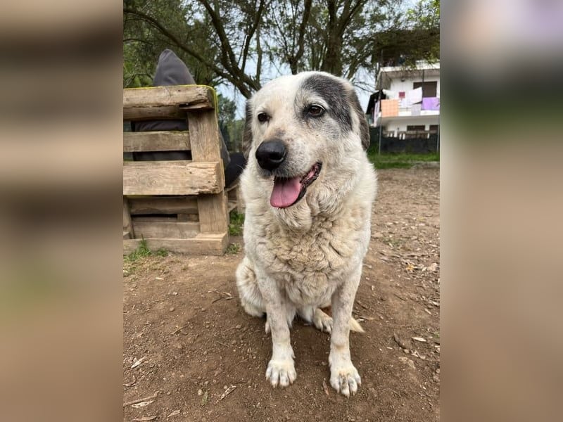Katia- Senior-Hund sucht endlich Sicherheit & Liebe