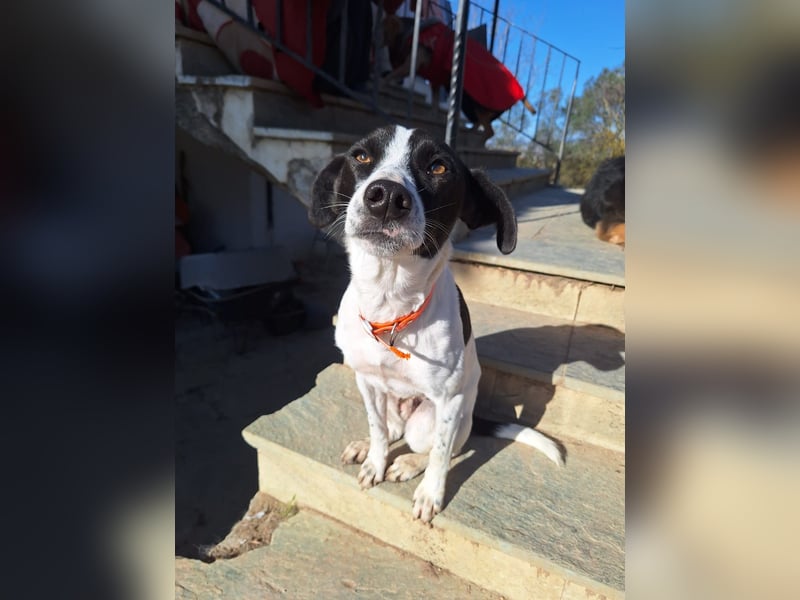 Aufgeweckter Junghund Ozzy