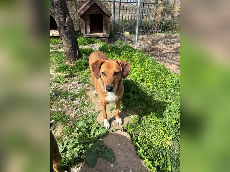 Sanfte Hündin Sandy sucht dich!