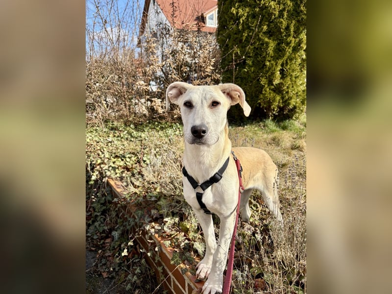 Junghund Lucy: liebevolle Seele braucht einfach eine Chance