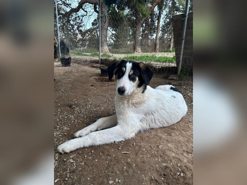 Woo - Wundervoller Junghund sucht Geborgenheit