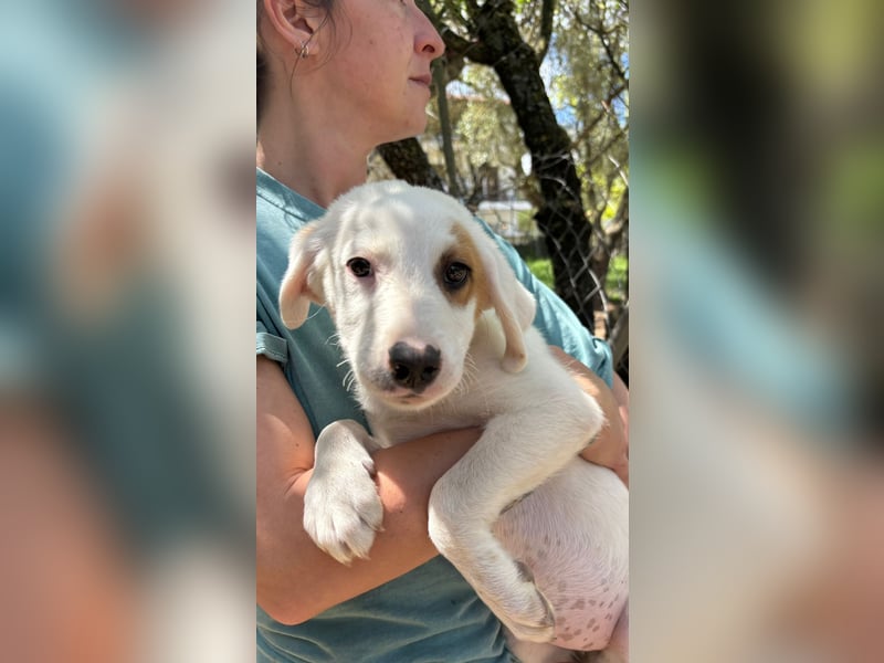 Welpe Delia sucht ihre Familie