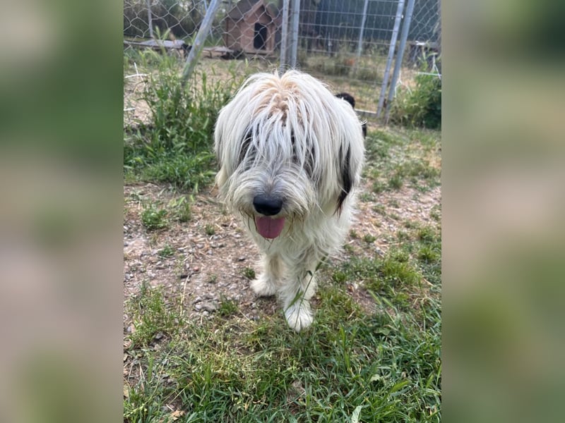 Bella - tolle Hündin wartet auf ihre Chance