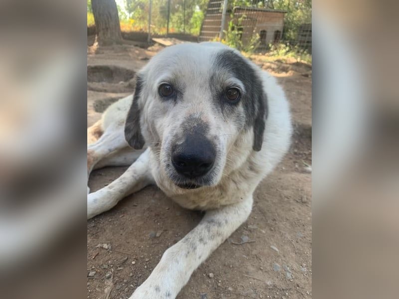 Katia- Senior-Hund sucht endlich Sicherheit & Liebe