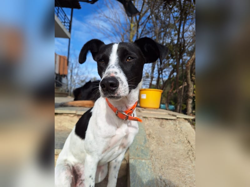 Aufgeweckter Junghund Ozzy