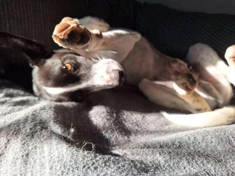 Aufgeweckter Junghund Ozzy