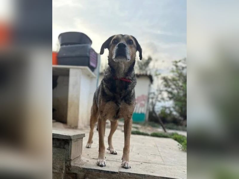 Summer - ein sanfter Hund auf der Suche nach Menschen mit Herz und Geduld