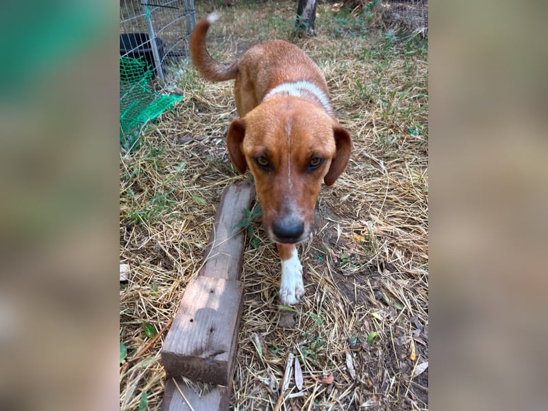 Traumhund Andom- ein Junghund zum Verlieben