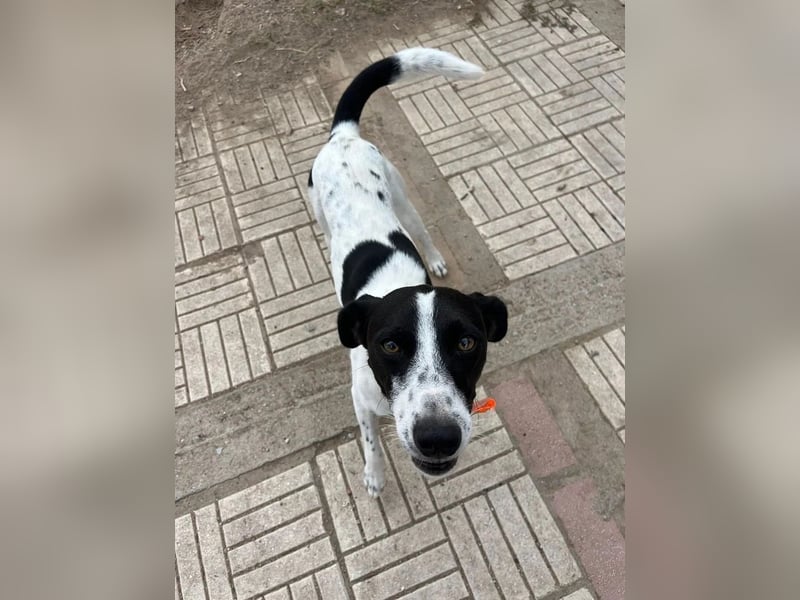 Ozzy - aufgeweckter Junghund sucht seine Menschen