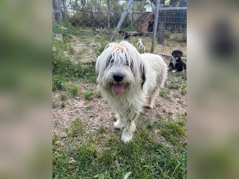 Bella - tolle Hündin wartet auf ihre Chance
