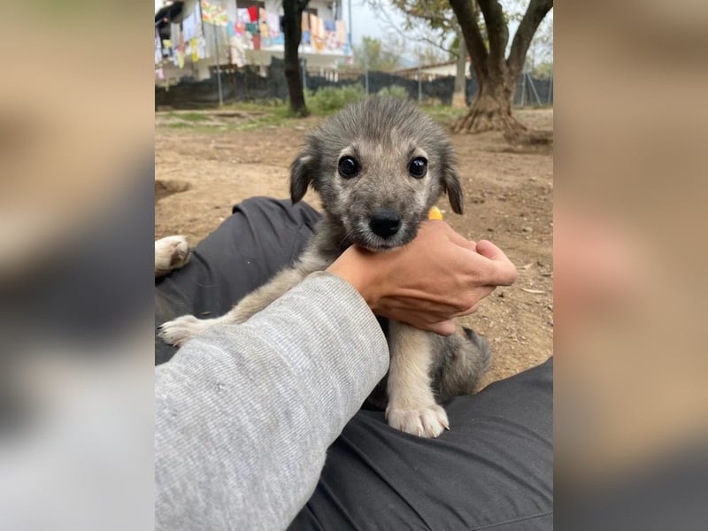 Canna - liebevolle Hundeseele auf der Suche nach Geborgenheit