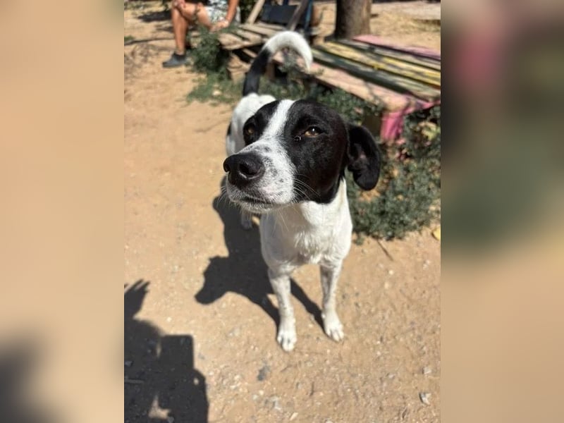 Ozzy - aufgeweckter Junghund sucht seine Menschen