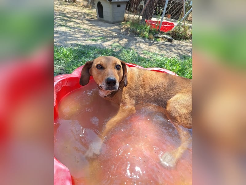 Sanfte Hündin Sandy sucht dich!