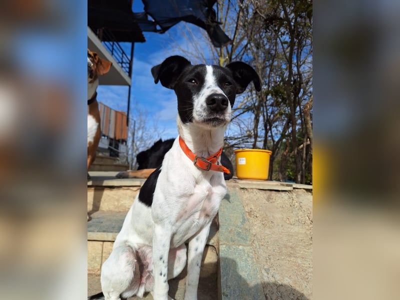 Aufgeweckter Junghund Ozzy