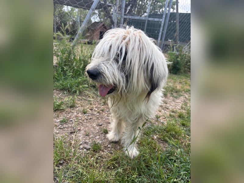 Bella - tolle Hündin wartet auf ihre Chance