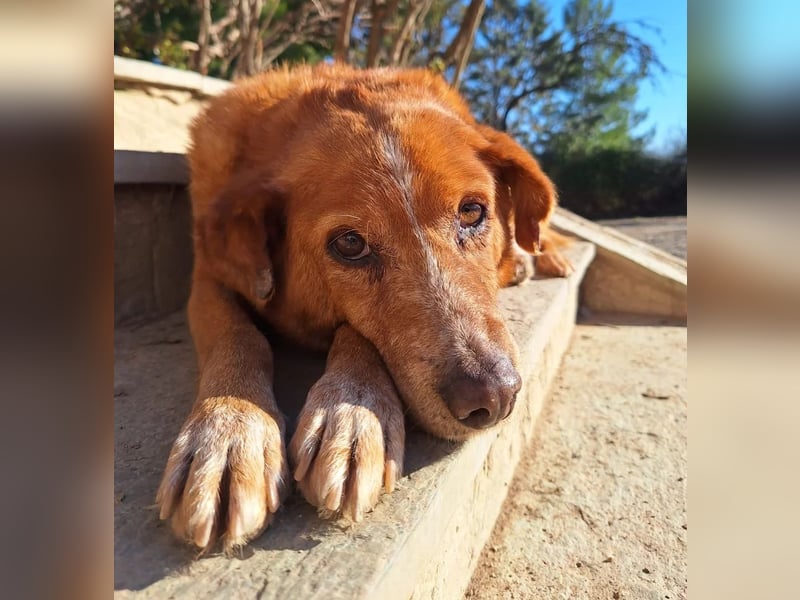 Charmante Hundeomi Ginger sucht liebevolle Menschen