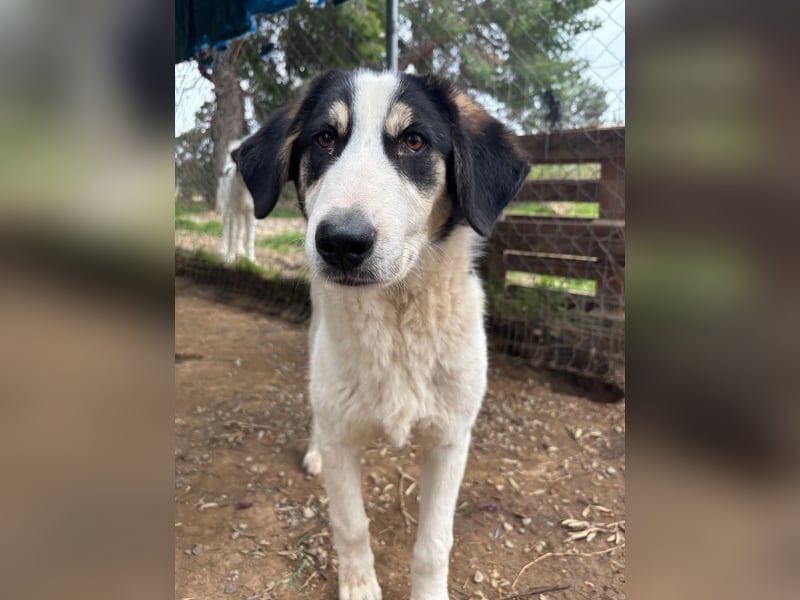 Woo - Wundervoller Junghund sucht Geborgenheit