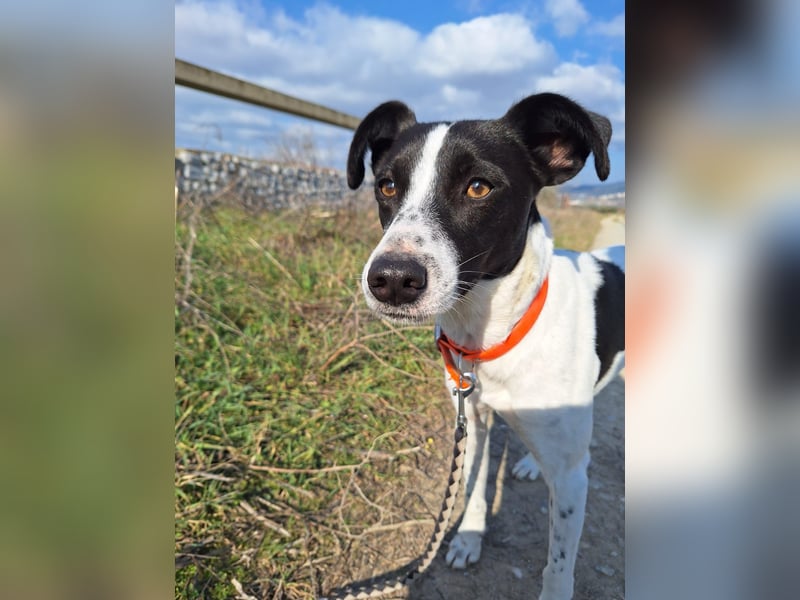 Aufgeweckter Junghund Ozzy