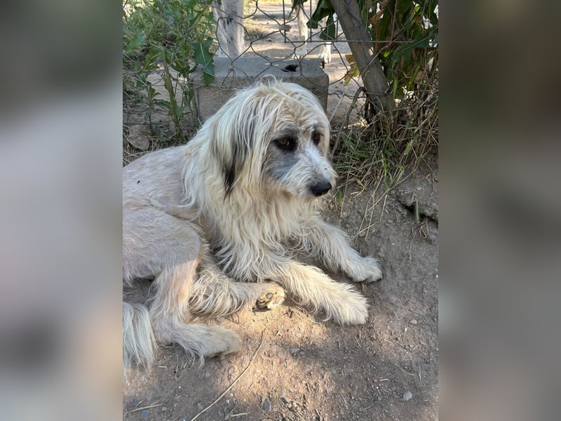 Bella - tolle Hündin wartet auf ihre Chance
