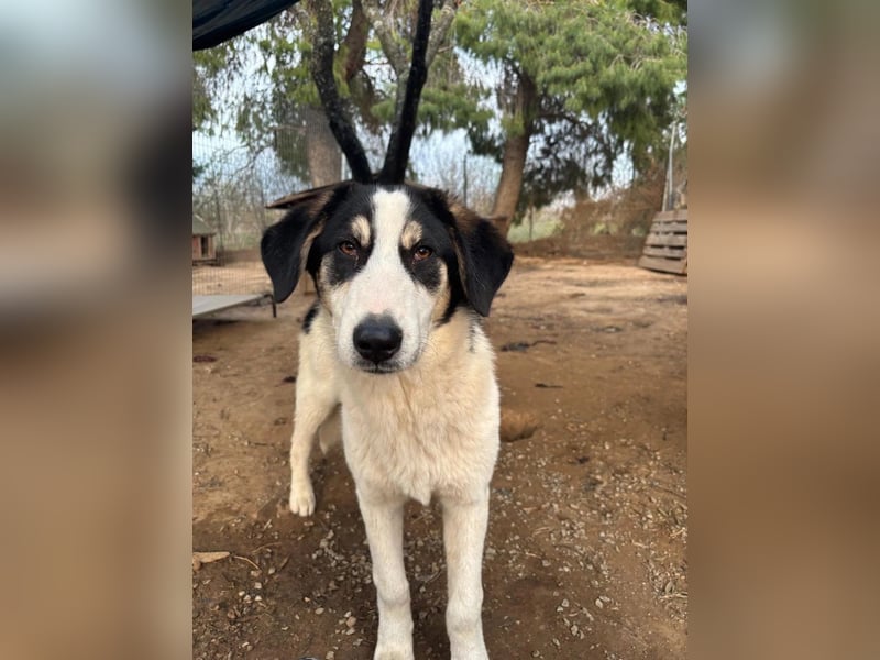 Woo - Wundervoller Junghund sucht Geborgenheit