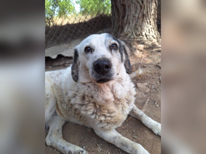 Katia- Senior-Hund sucht endlich Sicherheit & Liebe